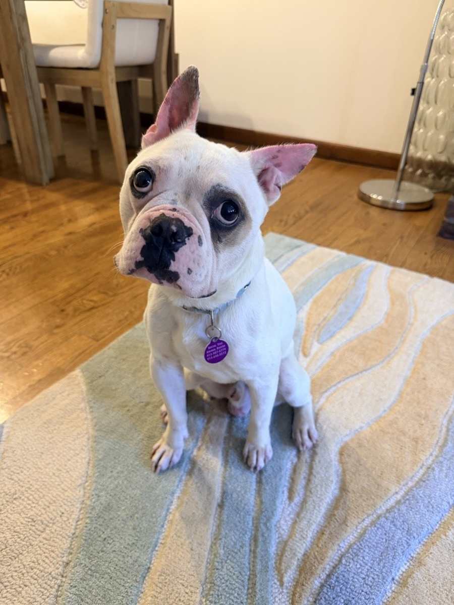 Jagger, French Bulldog/Boston Terrier