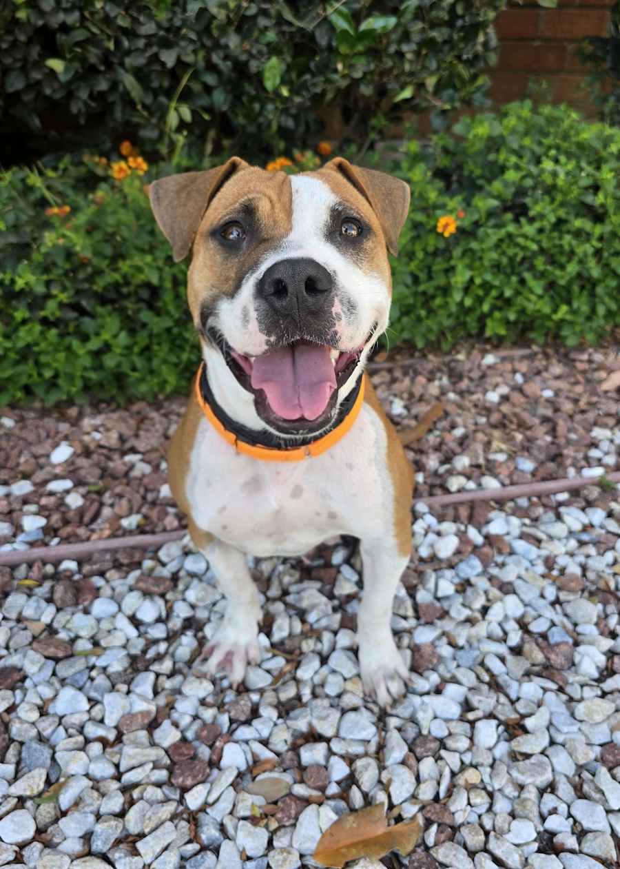 Gumball, Mixed Breed (Medium)