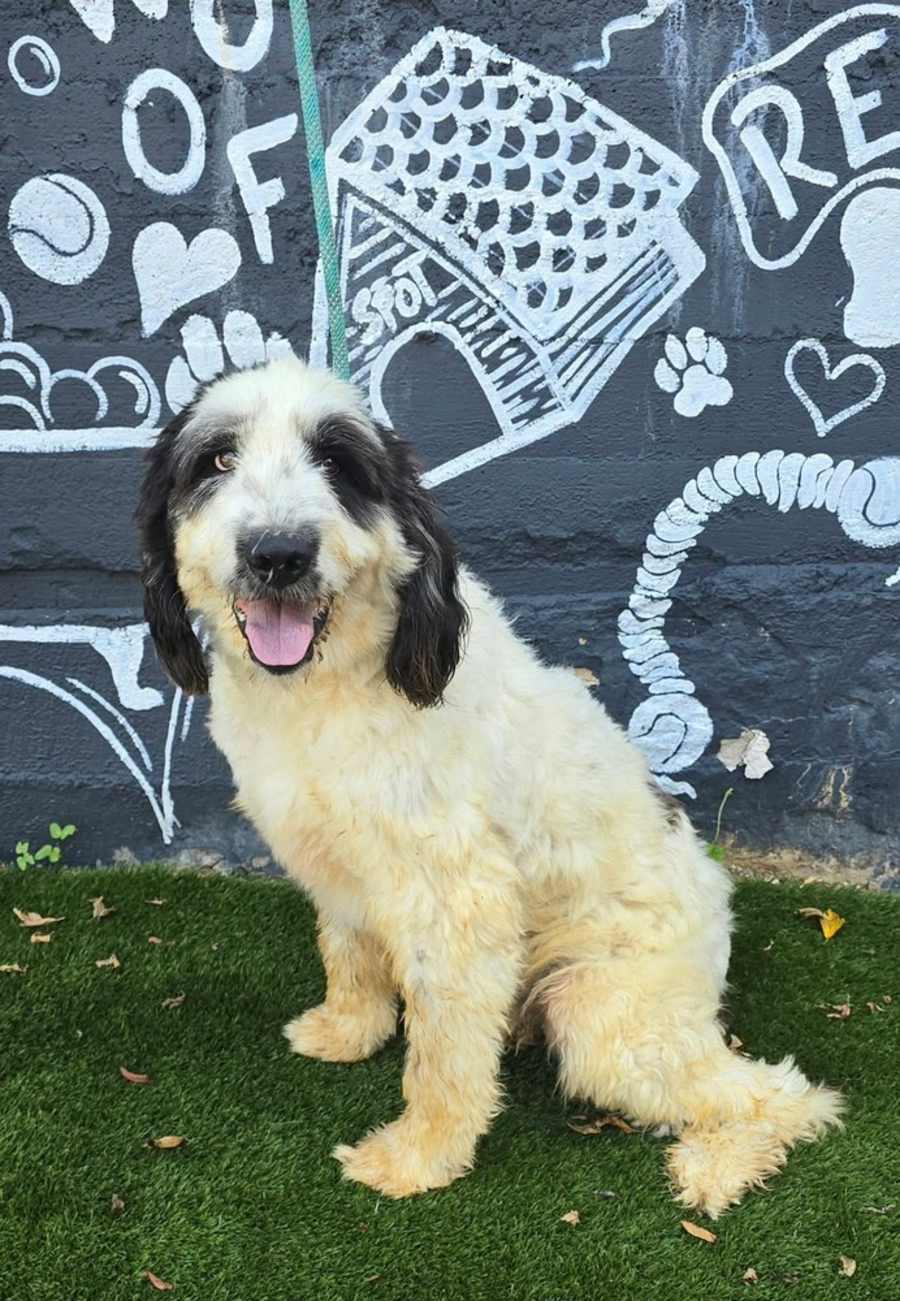 Bruno