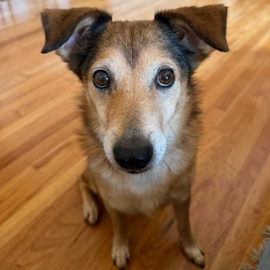 Lucy, Mixed Breed (Medium)