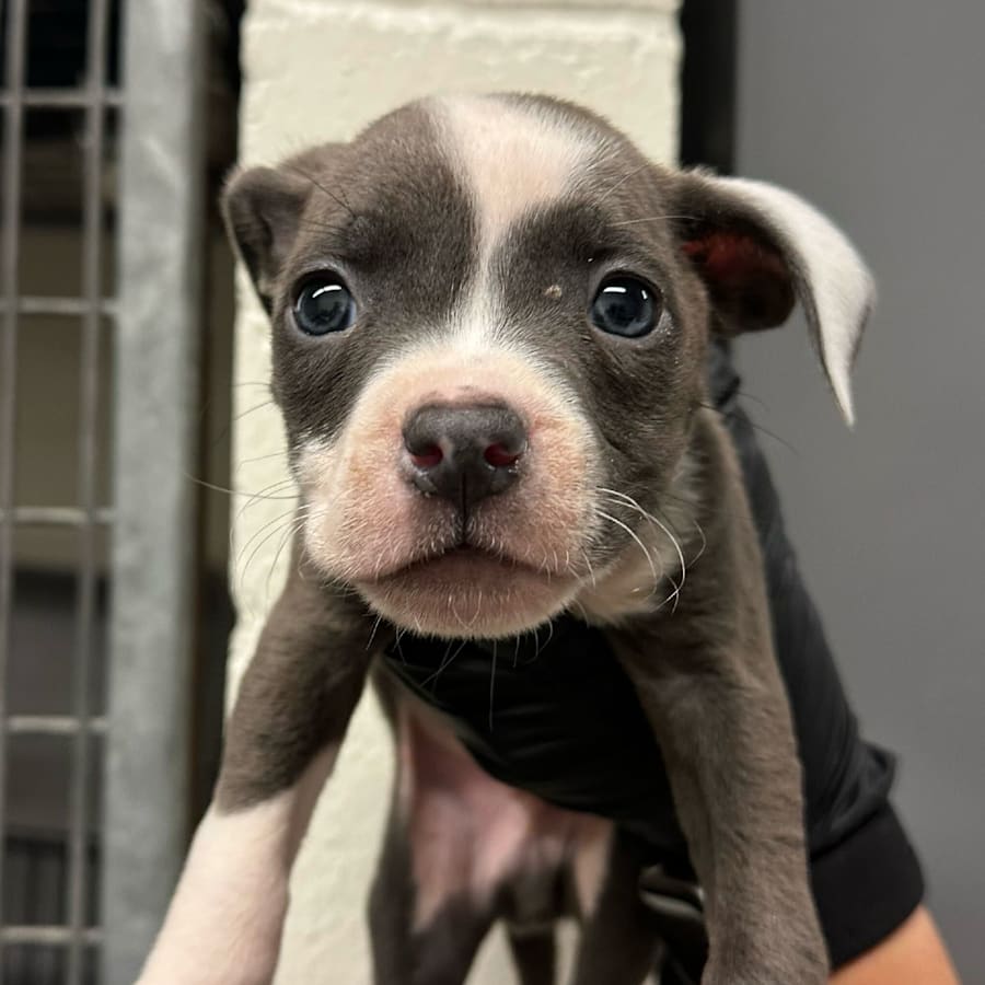 Westley, American Pit Bull Terrier