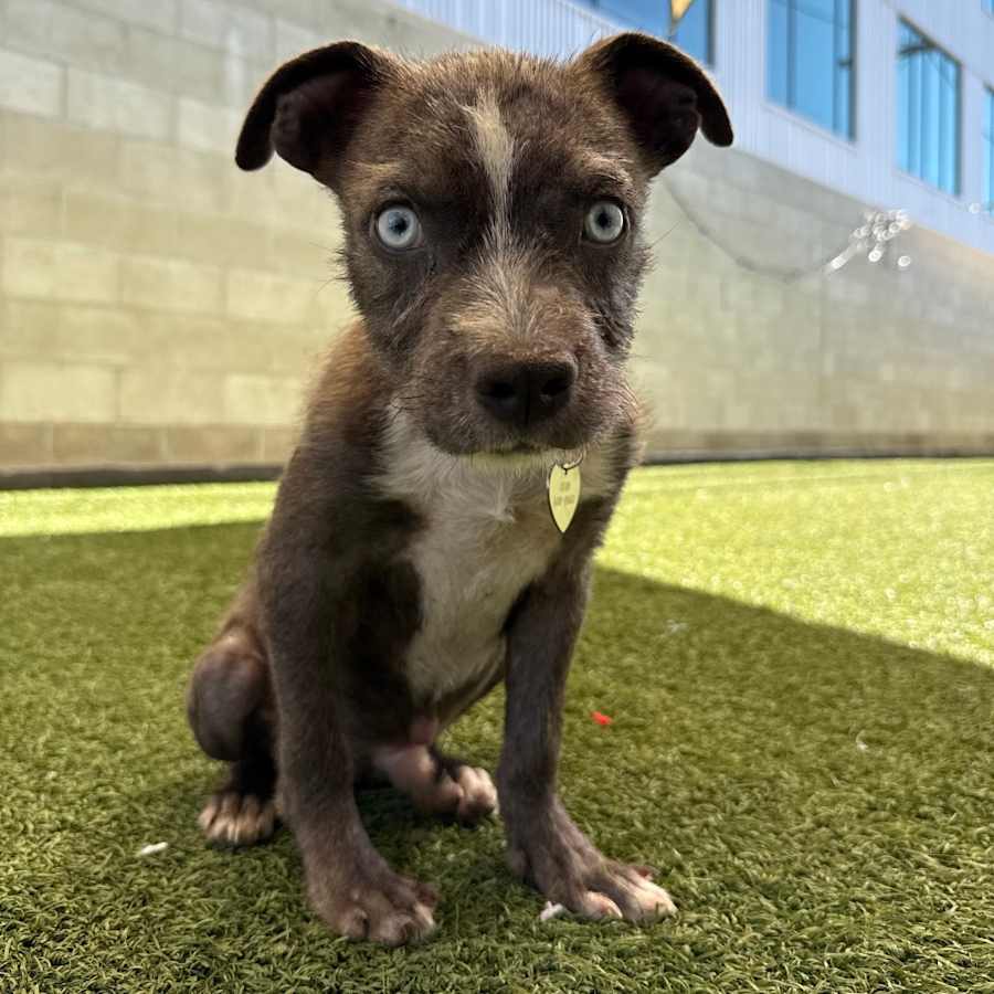 Hamlet, American Pit Bull Terrier