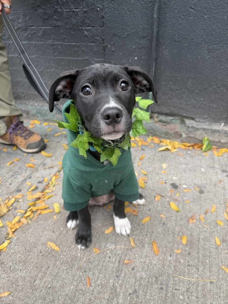 Angelica, Pit Bull Terrier/Labrador Retriever