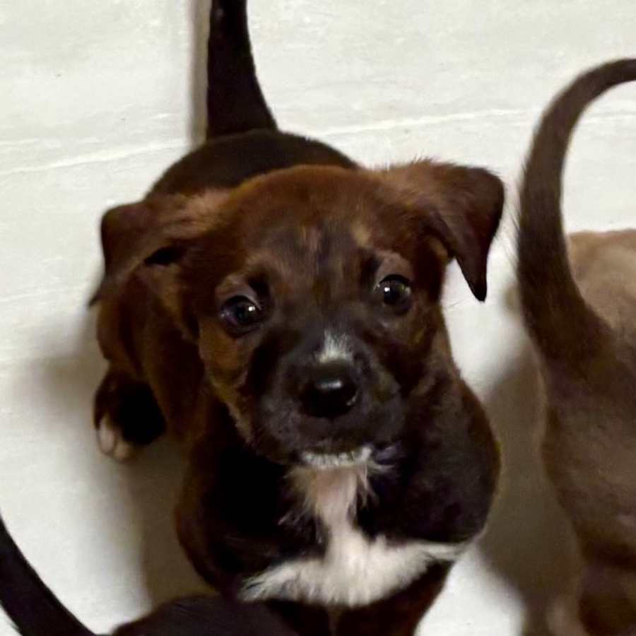 Crenshaw, American Pit Bull Terrier