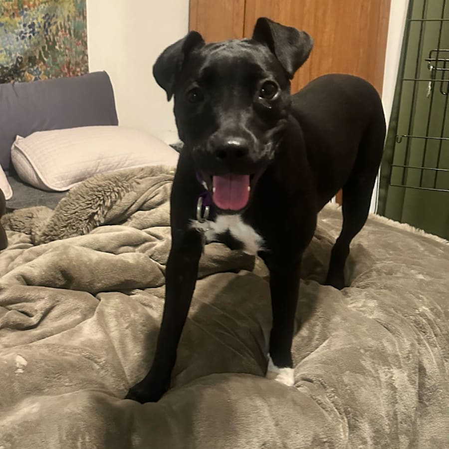 Anastasia, American Pit Bull Terrier