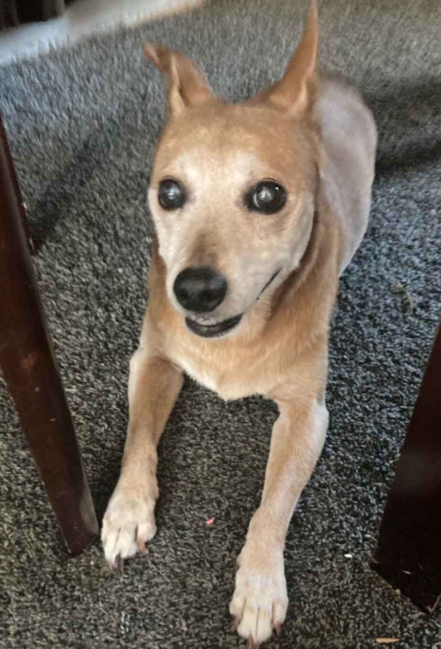Henna Rose, Shiba Inu/Carolina Dog