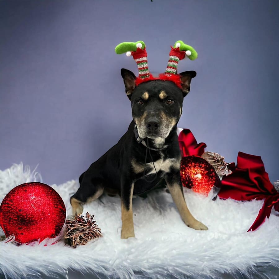 URGENT Victor, Rottweiler/Labrador Retriever