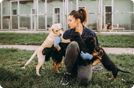 an image of a person playing with pets