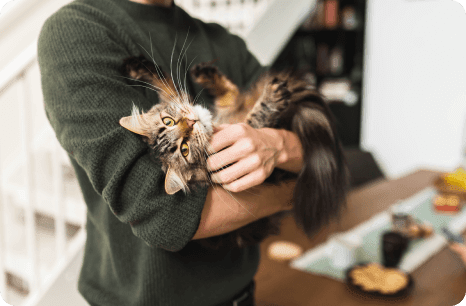 an image of a cat on hands