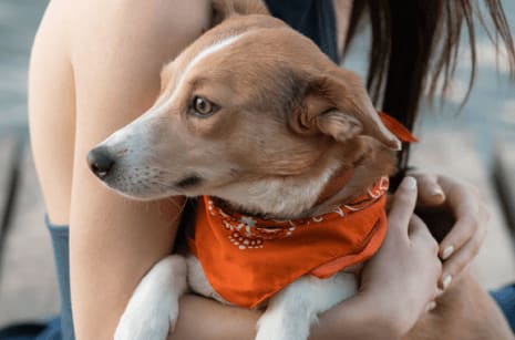 an image of a dog on hands